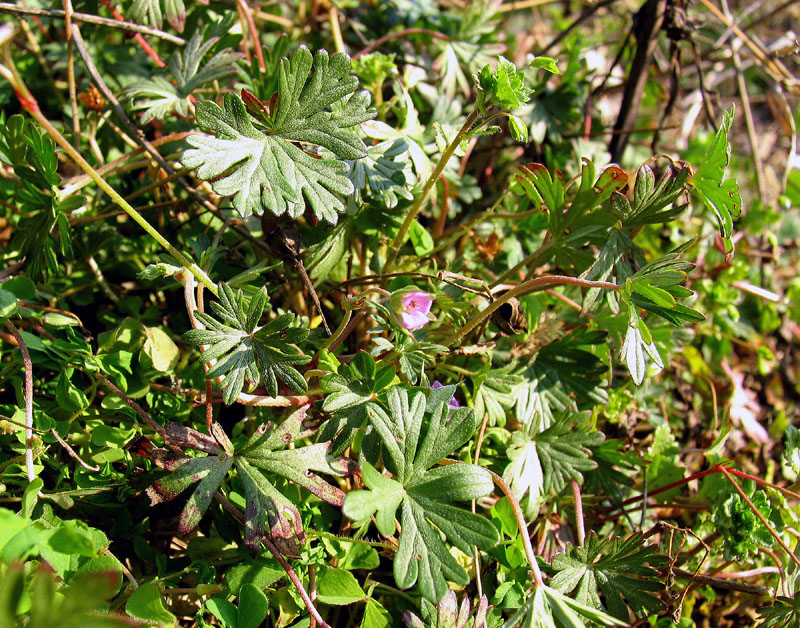 Geranium columbinum / Geranio colombino